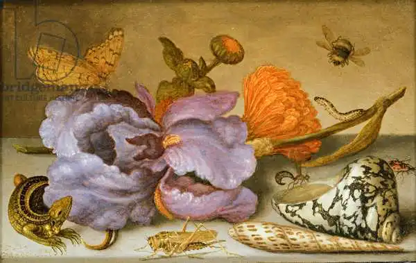 Balthasar Van Der Ast Still Life Depicting Flowers Shells And Insects