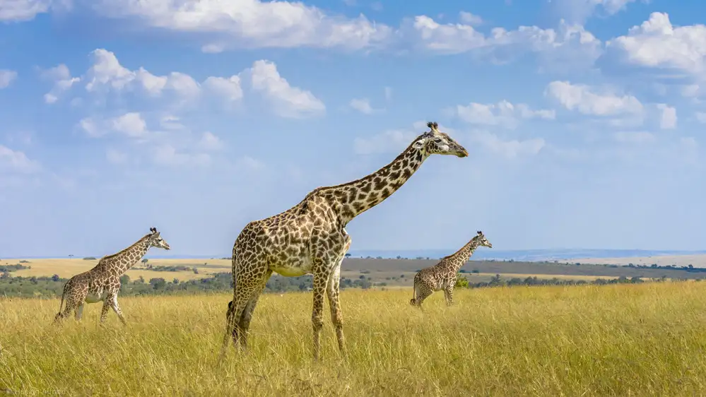 Alfraid, Husain: Trio Giraffes