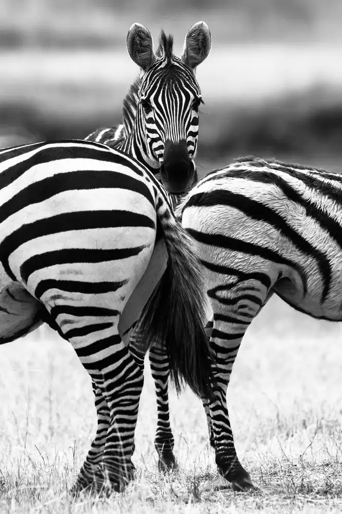 Alnaser, Mohammed: Zebra der Keulen