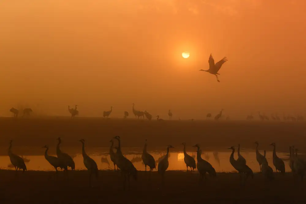 Or, Keren: Cranes at sunrise