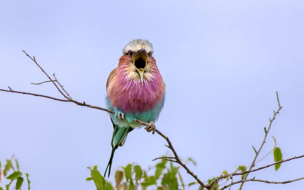 Alfraid, Husain: Screaming Roller