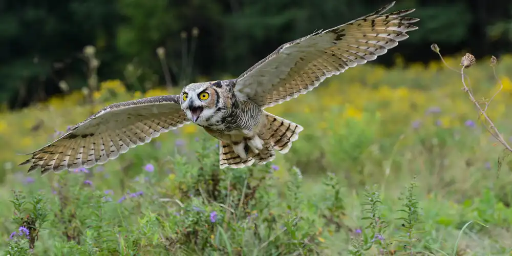 Hewson, Darlene: Breite deine Flügel aus und fliege