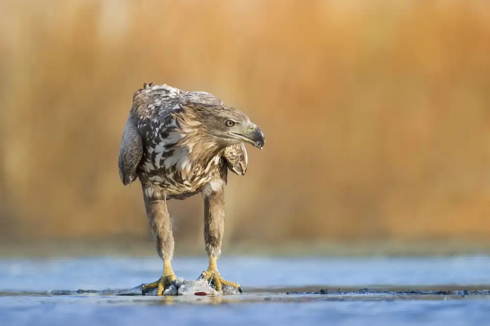 Chang, Phillip: L'aigle