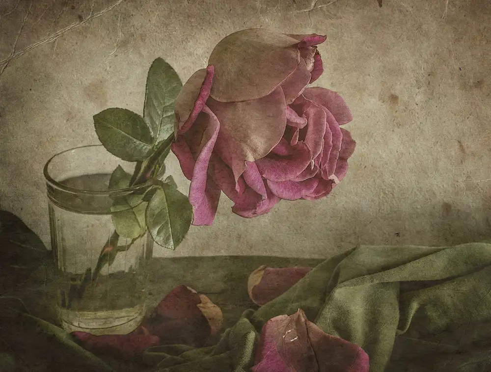 Tokarev, Igor: Lacrima di rosa
