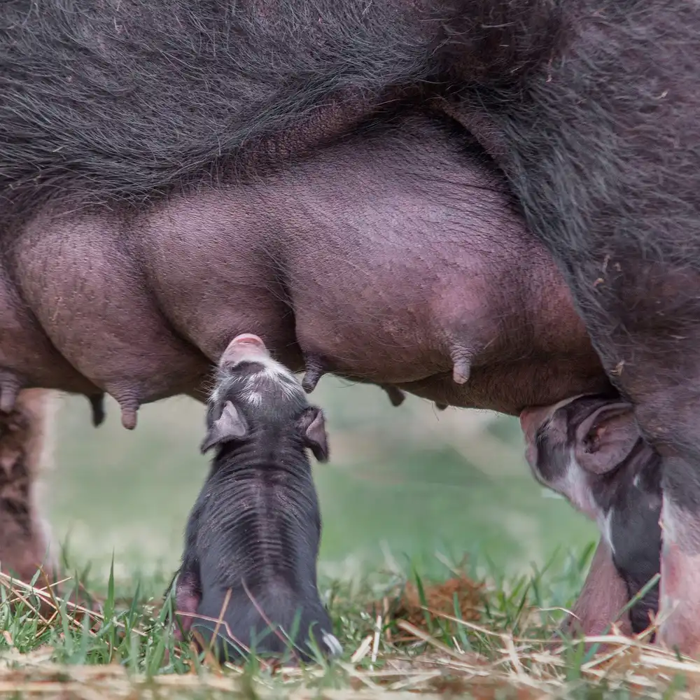 Bosch, den Gert: Lass niemals los!