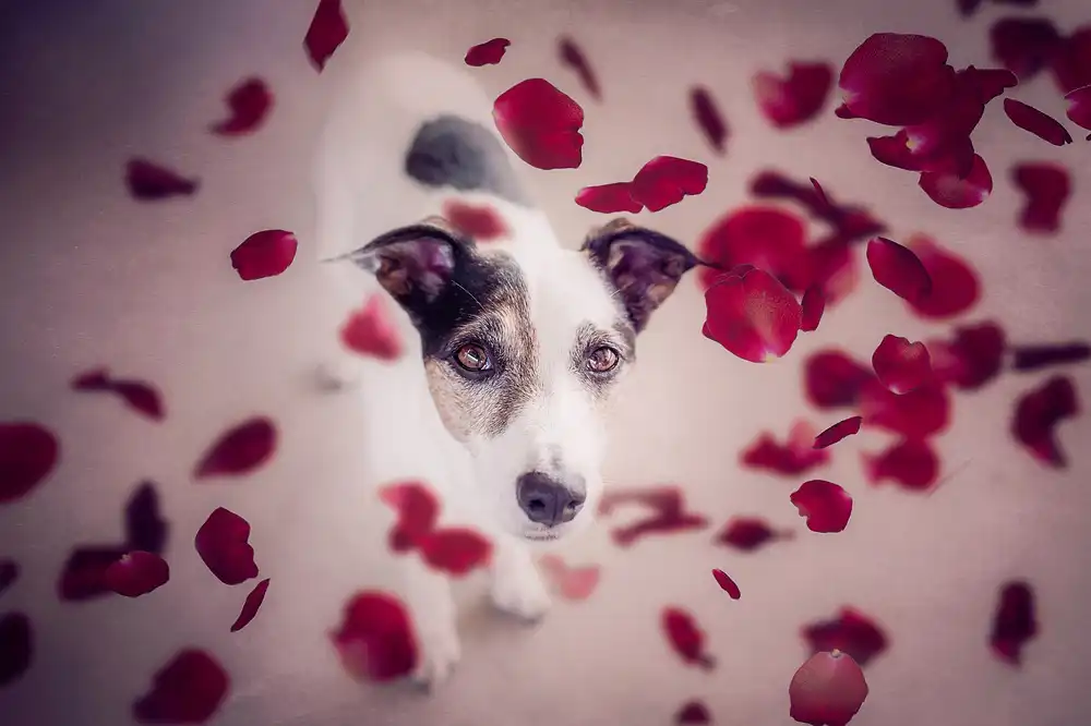 Willers, Heike: Il devrait pleuvoir des roses rouges pour moi....