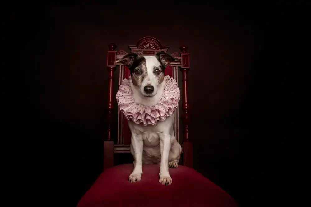 Willers, Heike: The Queen