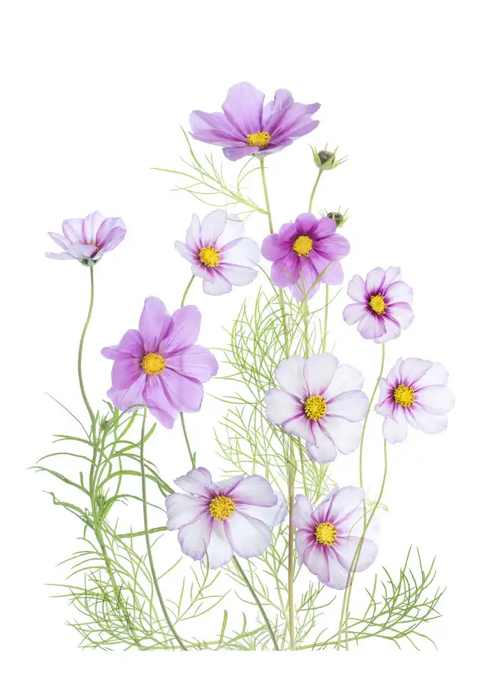 Disher, Mandy: Cosmos Confort
