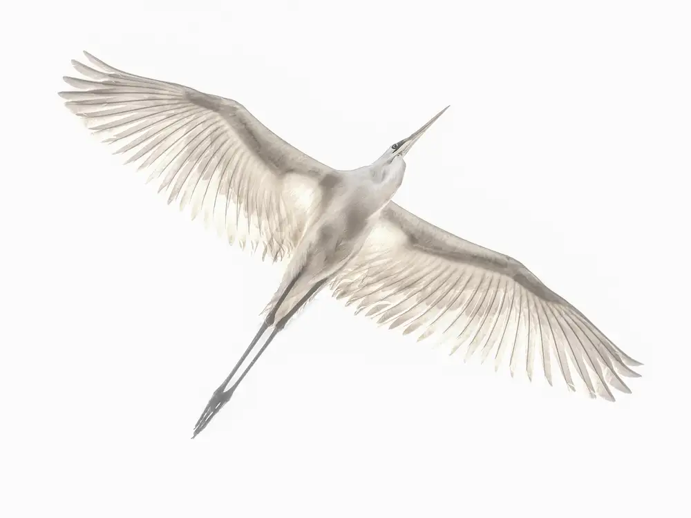 Or, Keren: Fly