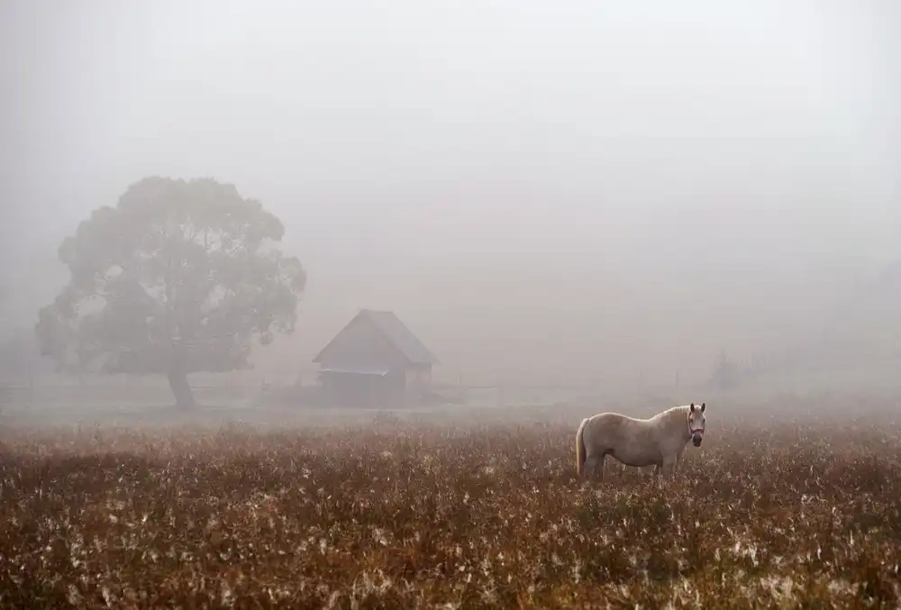 Tanase, Sorin: nebbia mattutina