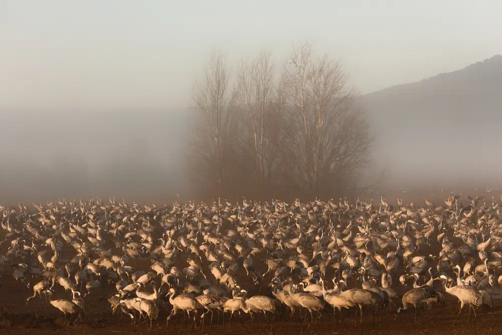 Or, Keren: Foggy morning