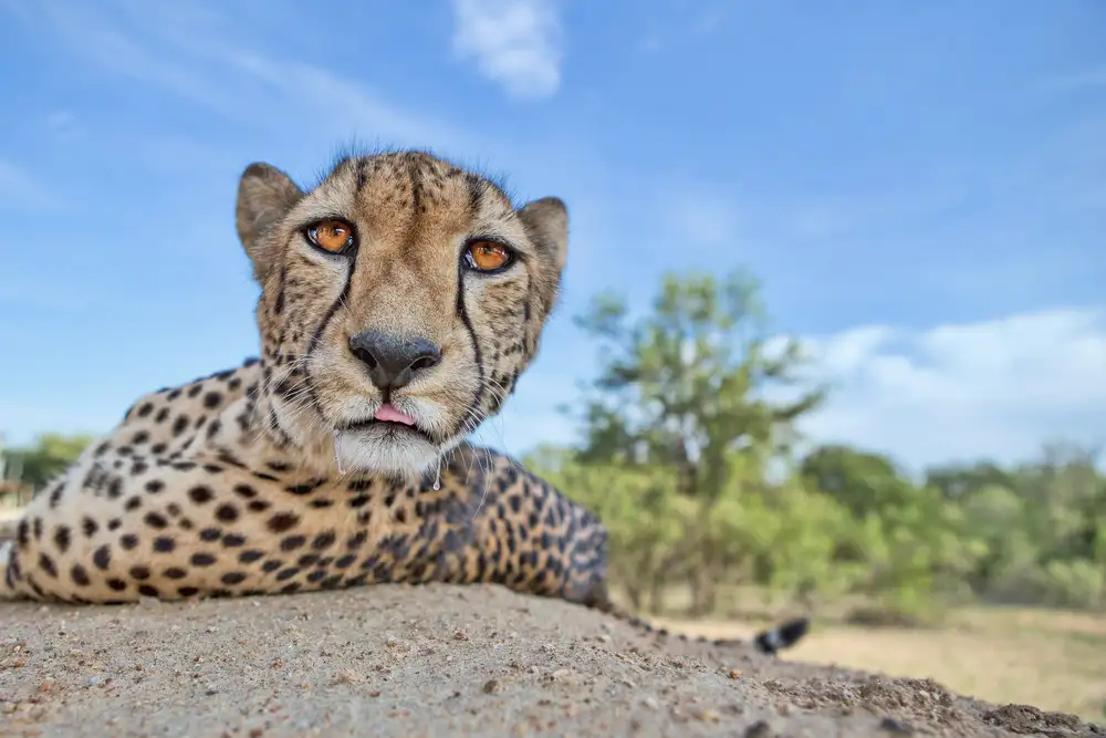 Catta, Alessandro: Hladový gepard