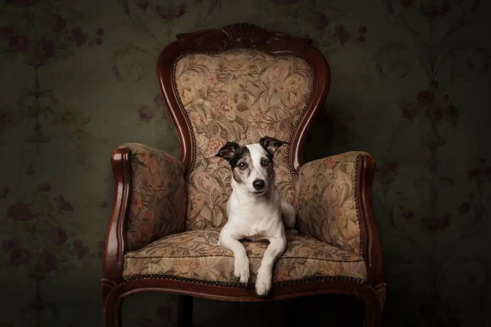 Willers, Heike: Dame Molly