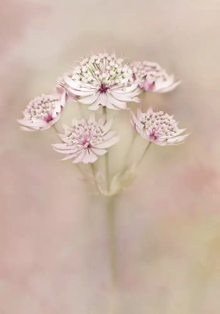 Zaane, van Alida: Astrantie