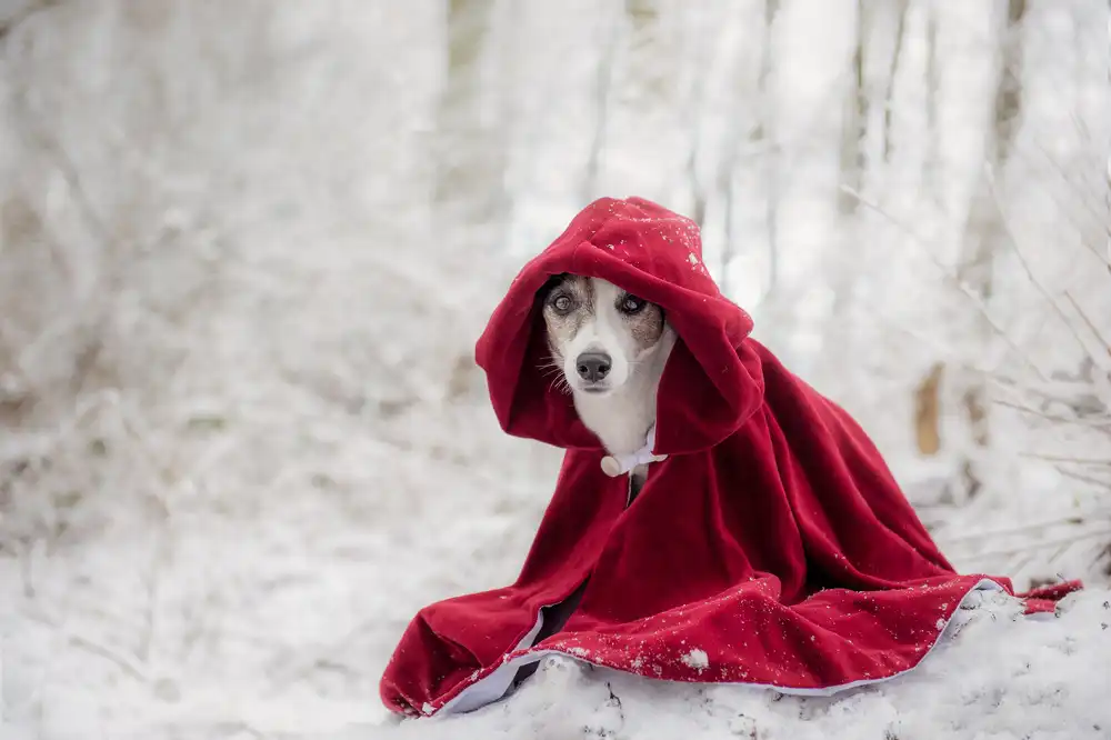 Willers, Heike: Le petit chaperon rouge en hiver