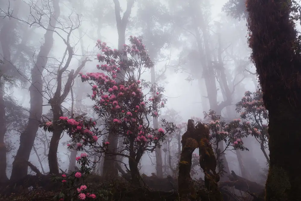 Kupratsevich, Dmitry: Attraverso la nebbia