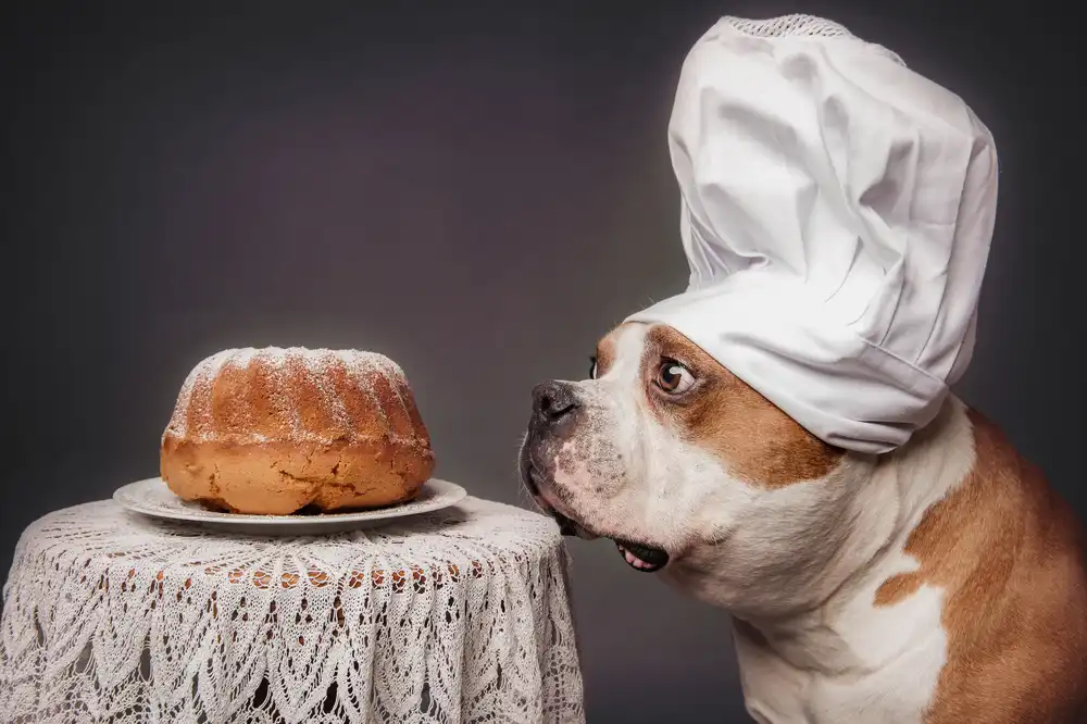 Willers, Heike: Le Confiseur et son chef d'oeuvre