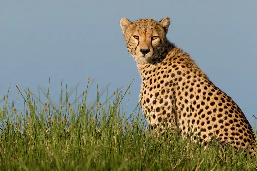 Catta, Alessandro: Gepard