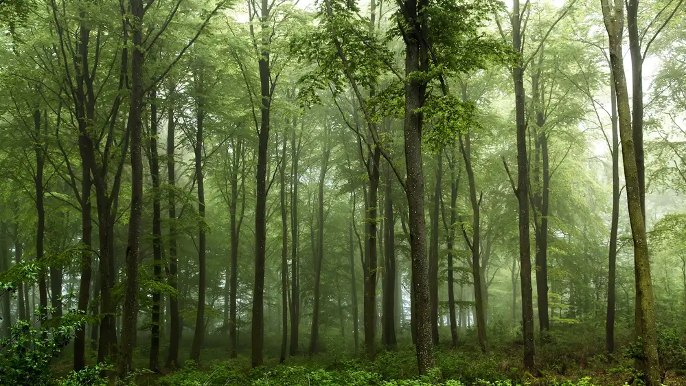 Løndal, Leif: Foresta...