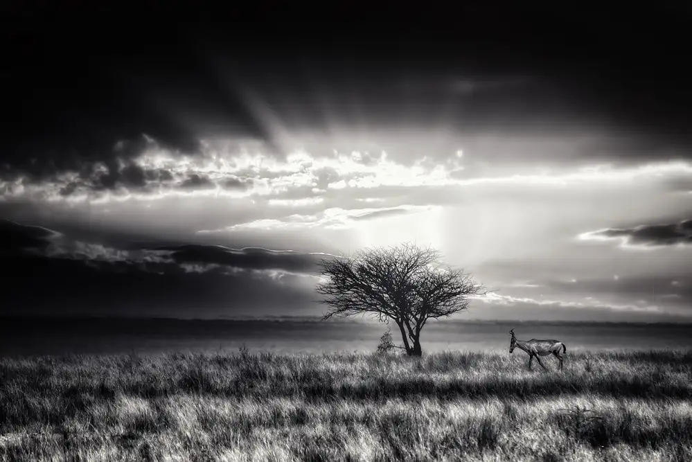 Flour, Piet: alba con hartebeest