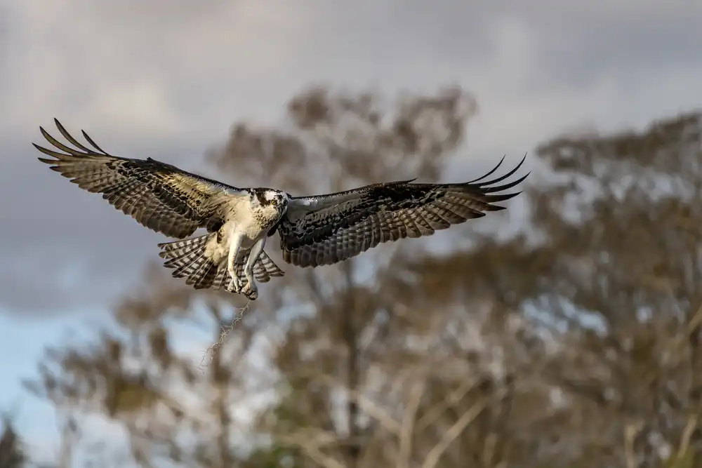 Forns, Alfred: Vuelo de la mañana !