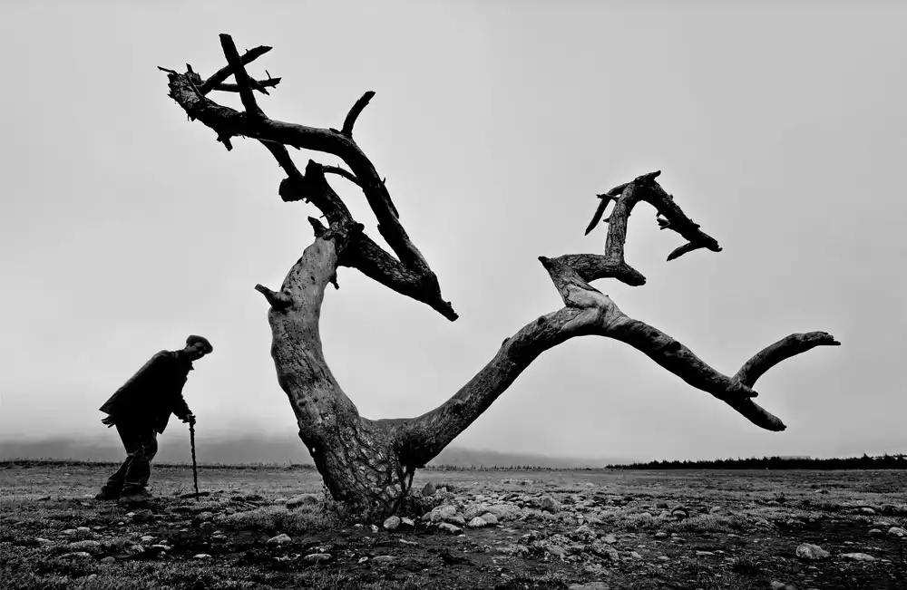 Wei, Tang,: Old Man and Tree