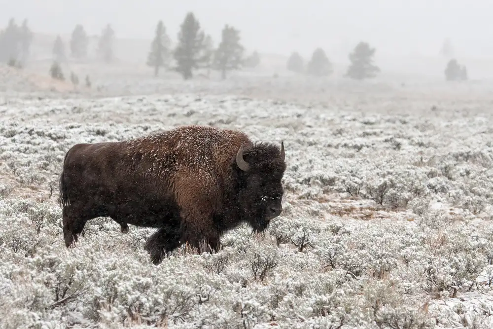 Forns, Alfred: Yellowstone de finales de otoño