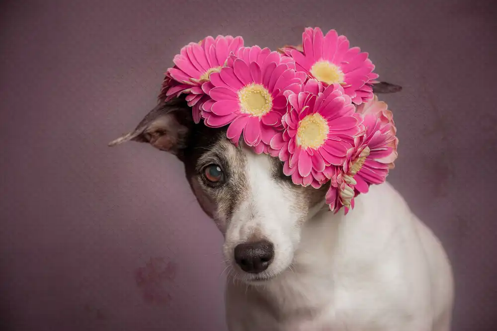 Willers, Heike: Mme Printemps