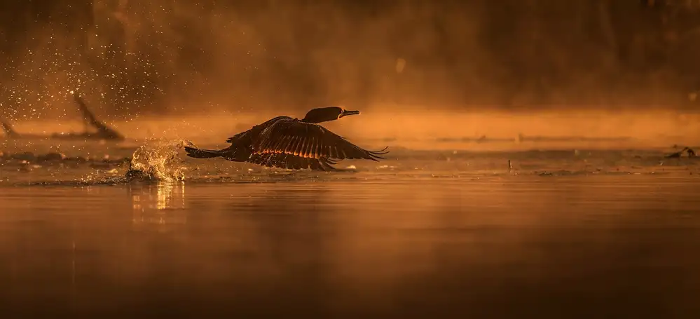 Breau, Susan: Kormoran bei Sonnenaufgang
