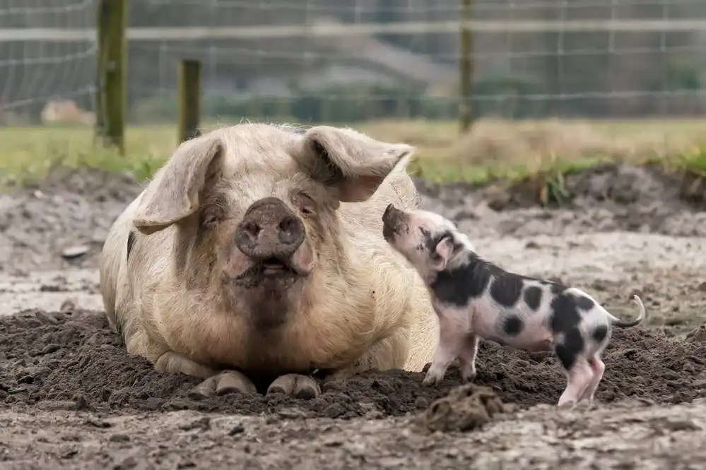 Bosch, den Gert: Ti amo mamma!