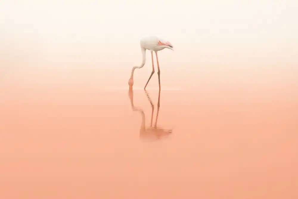 Rublina, Natalia: Rosa Ruhe...