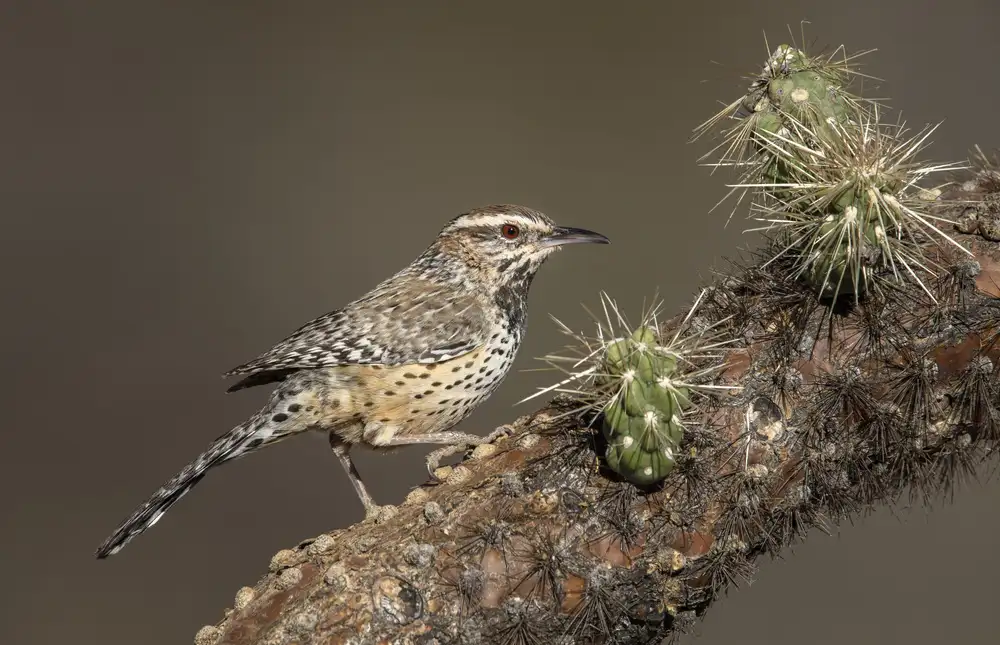 Barsh, Greg: L'uccello Cholla