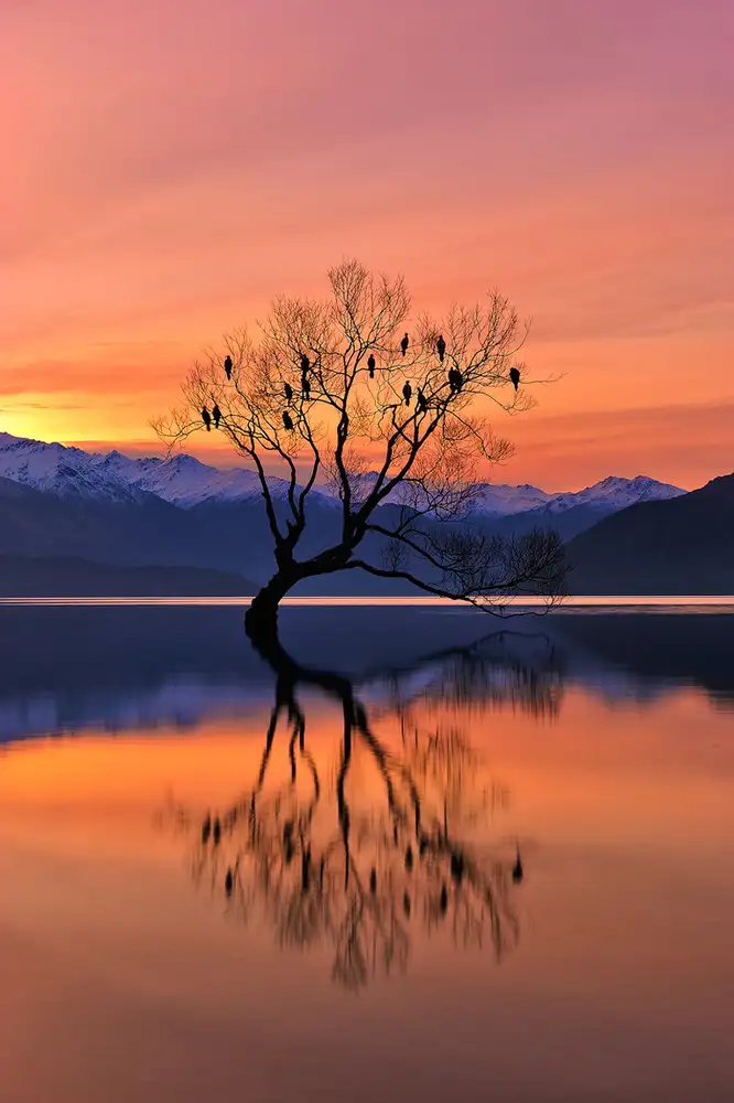 Xu, Mei: Lone Tree non è solitario