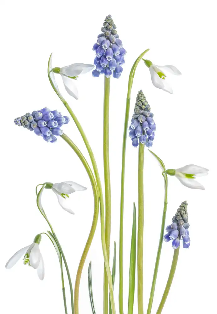 Disher, Mandy: Muscari a Galanthus