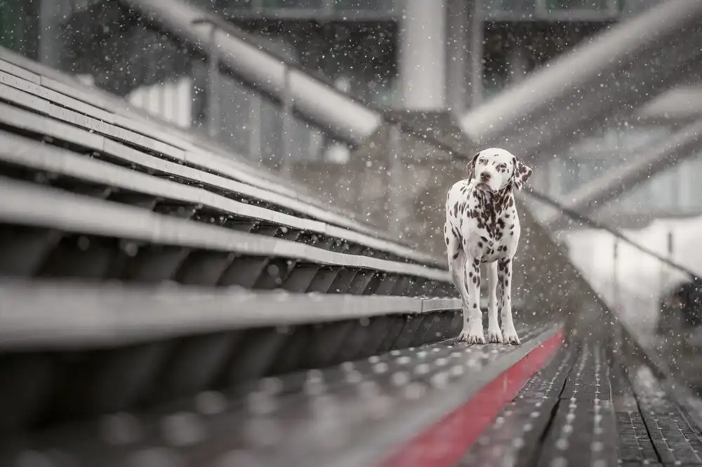 Willers, Heike: Parfois il neige en avril...