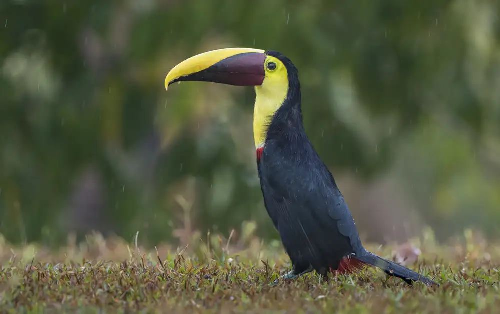 Barsh, Greg: Tucano piovoso