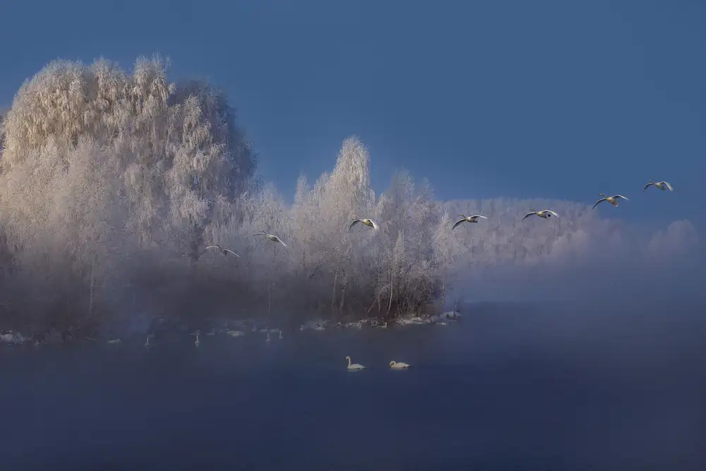 Kupratsevich, Dmitry: Il lago dei cigni