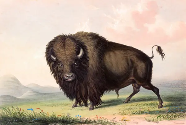 Catlin, George: A Bison