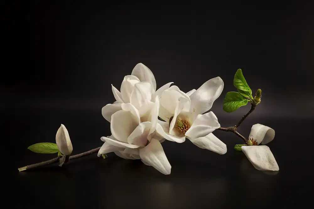 Tony08: Magnolia