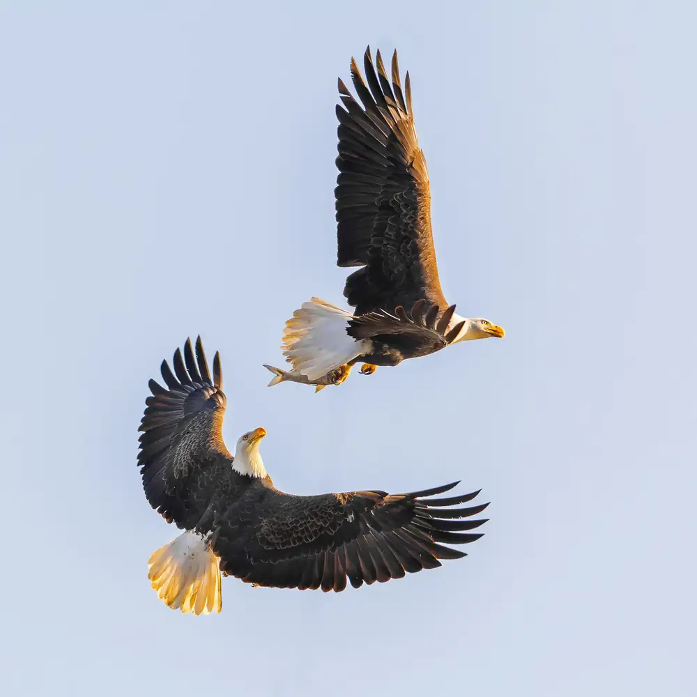 Li, Rob: Morgenjagd