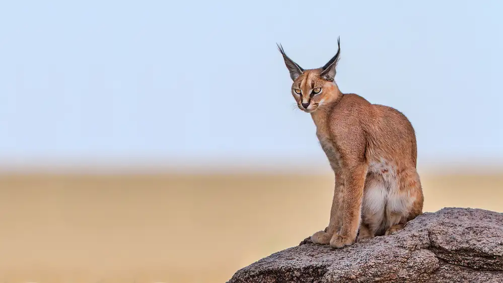 Catta, Alessandro: Caracal na Marsu
