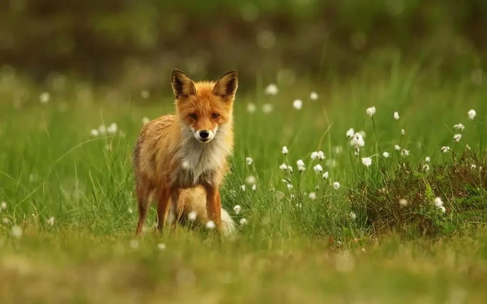 Gavra, Assaf: Roter Fuchs