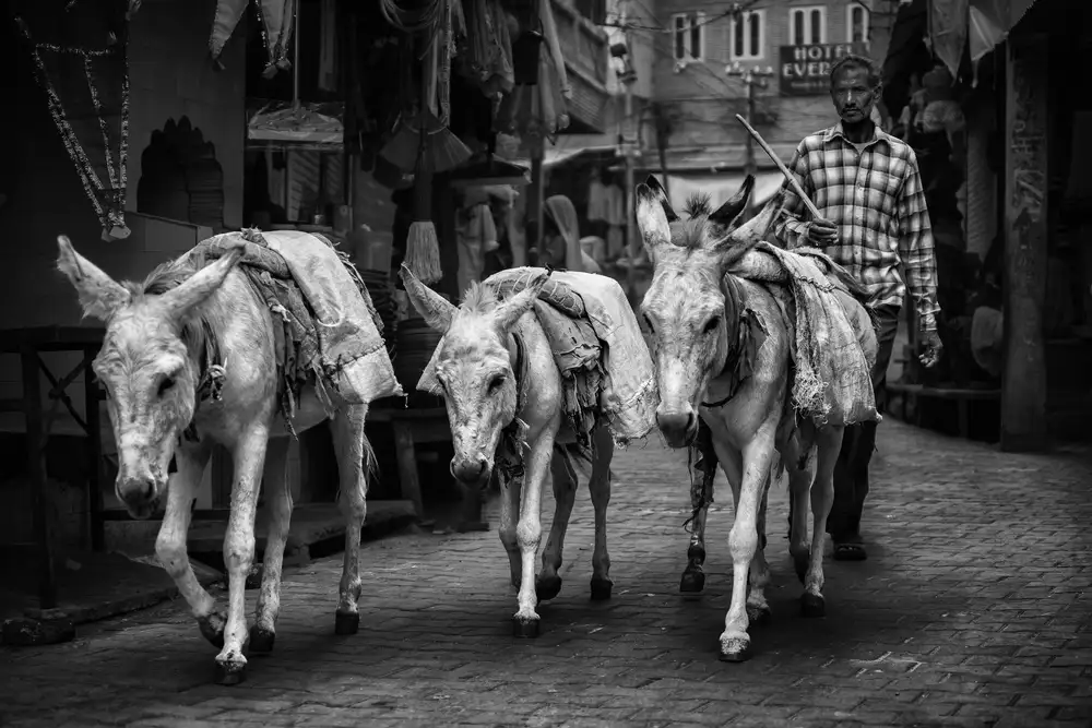Stranak, Pavol: pastore per le strade di pushkar