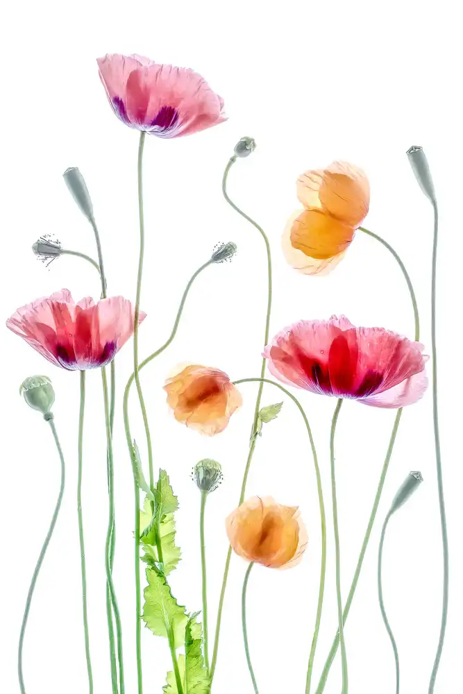 Disher, Mandy: Papaveri