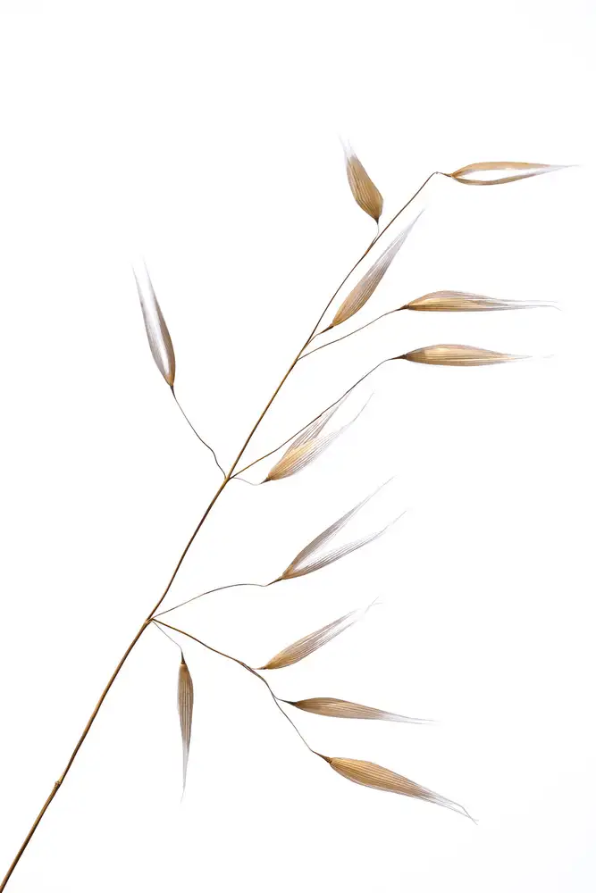 Lagandré, Thierry: subtle delicateness