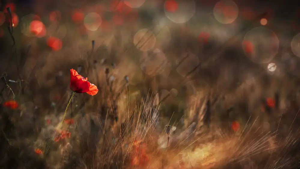 Quaglia, Nicodemo: Mohn