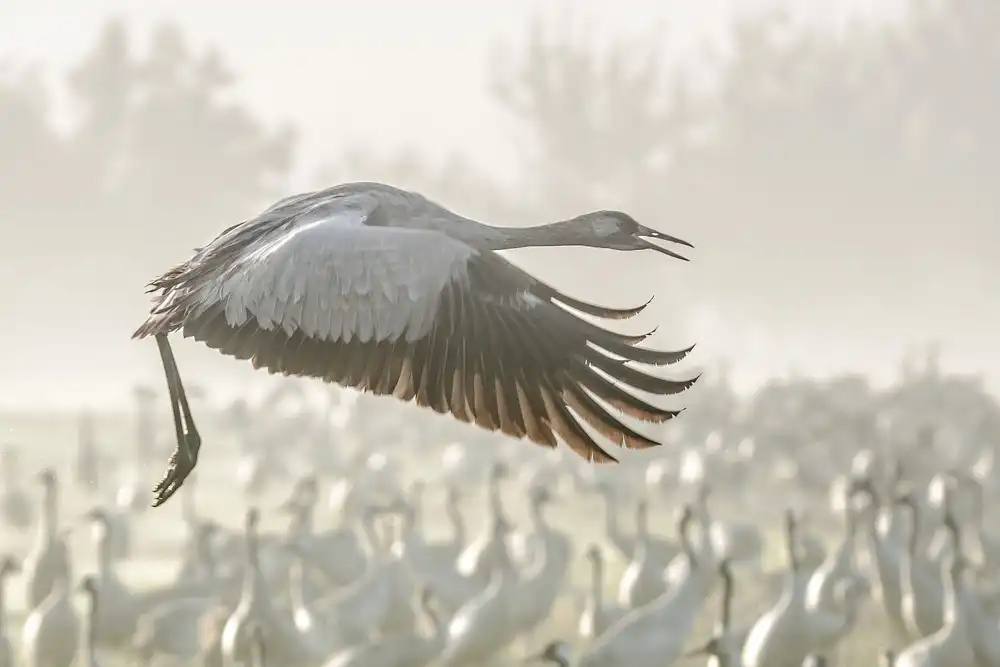 Rublina, Natalia: Kranich im Flug...