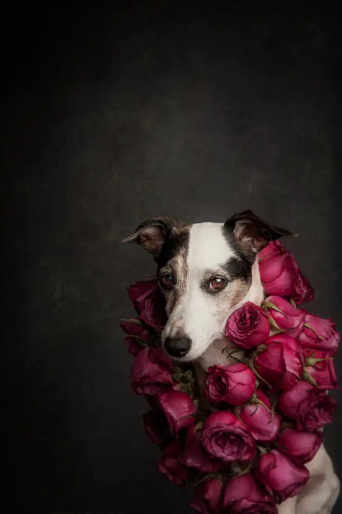 Willers, Heike: Rose Queen II