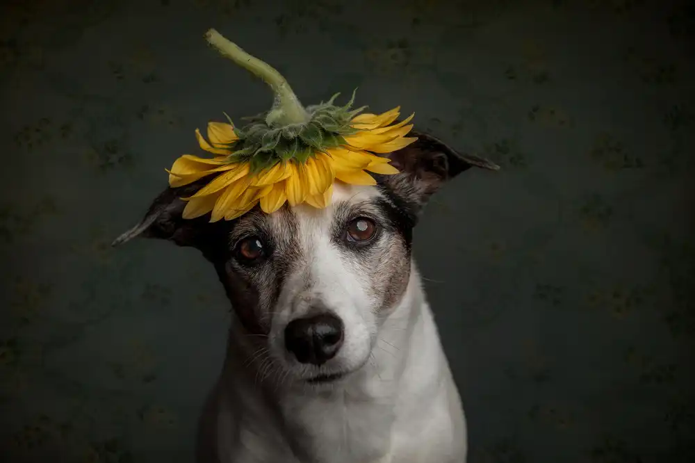Willers, Heike: Does she realize she looks like a sunflower....
