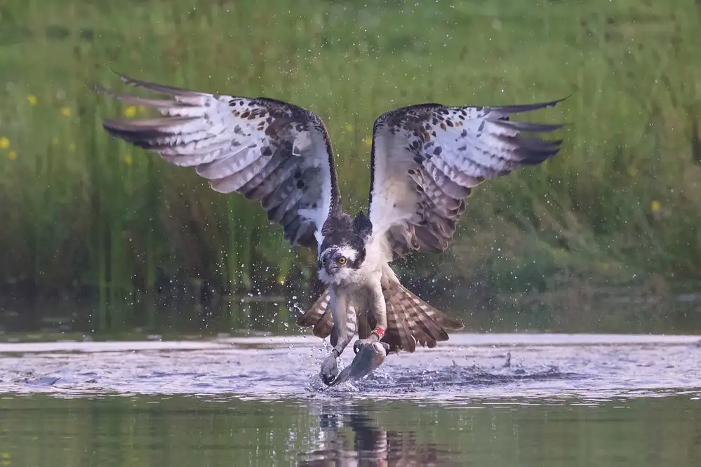 Cooper, Ray: Falco pescatore